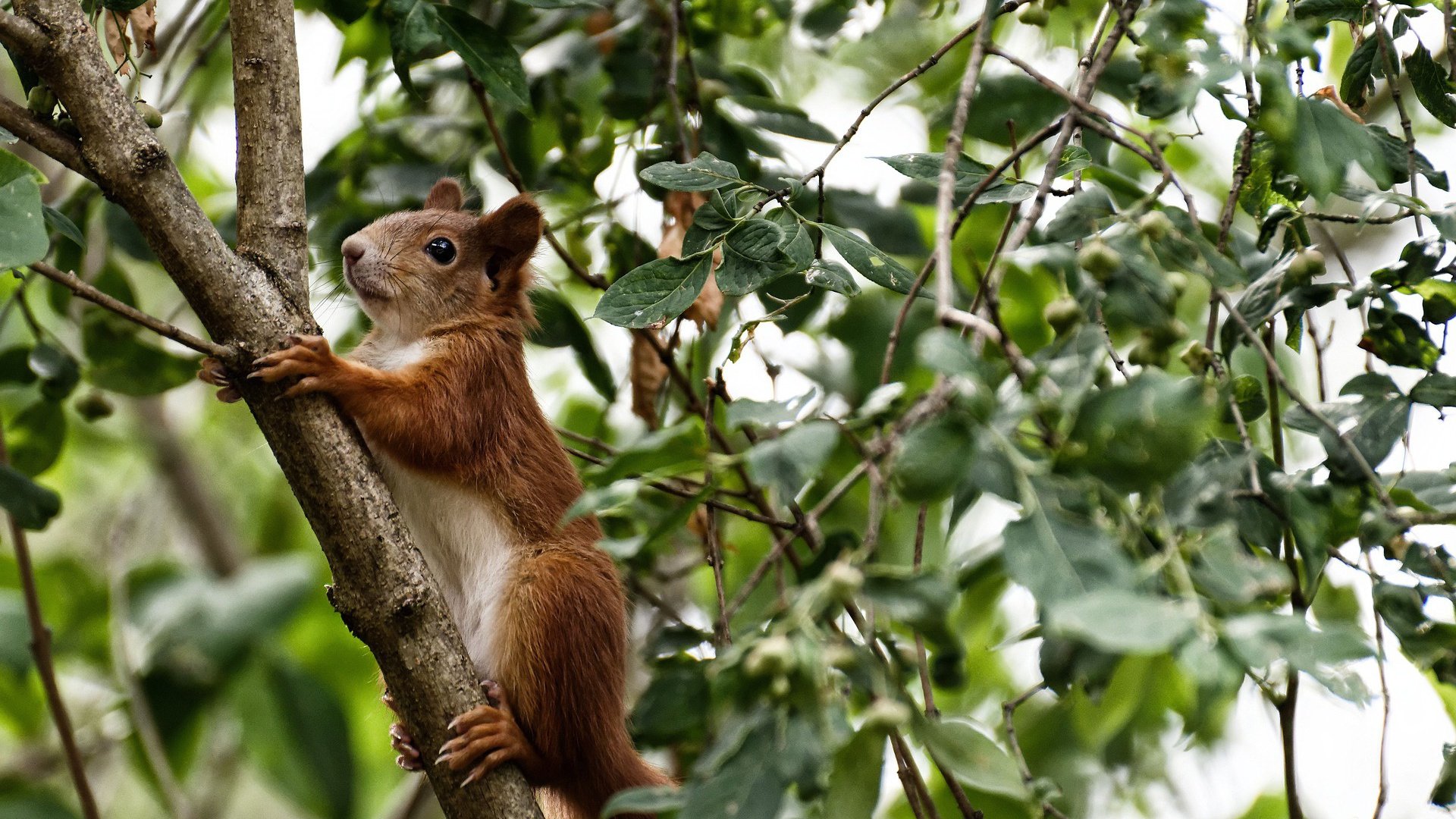 当深圳的霍勒迪防线强压芝加哥公牛