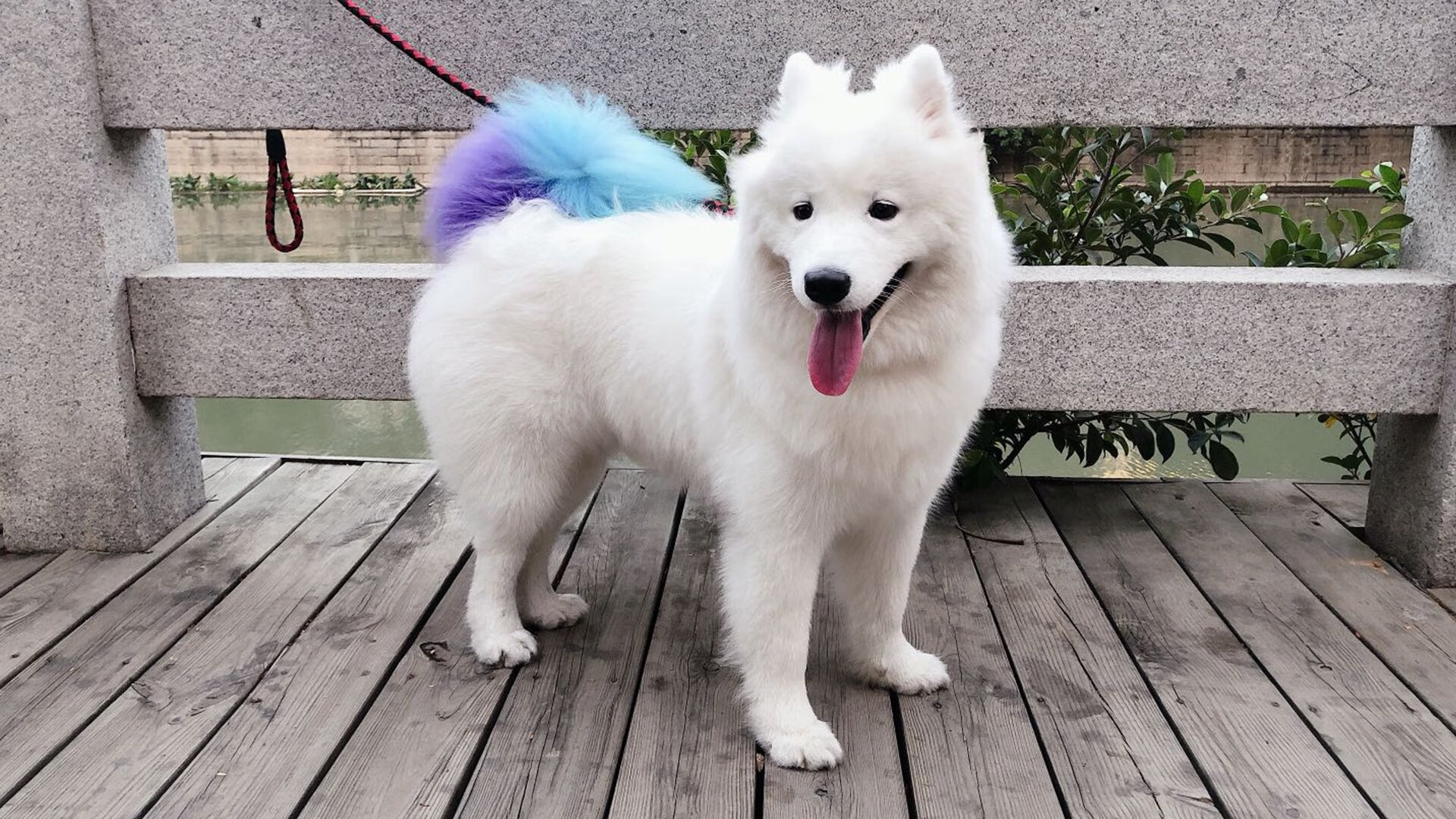 库里一锤定音，当大场面先生遇见火箭与上海队的东方之夜