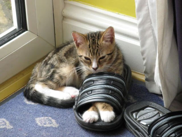 欧战硝烟中的绿白赞歌，贝蒂斯如何用艺术足球完成对雷恩的破冰之战