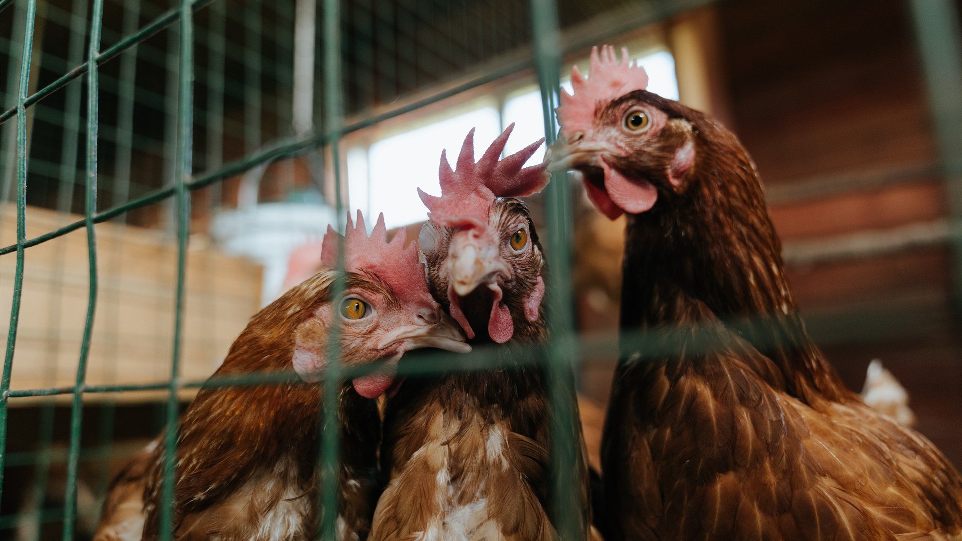 关键先生布克导逆转好戏 辽宁打穿新疆夺赛点