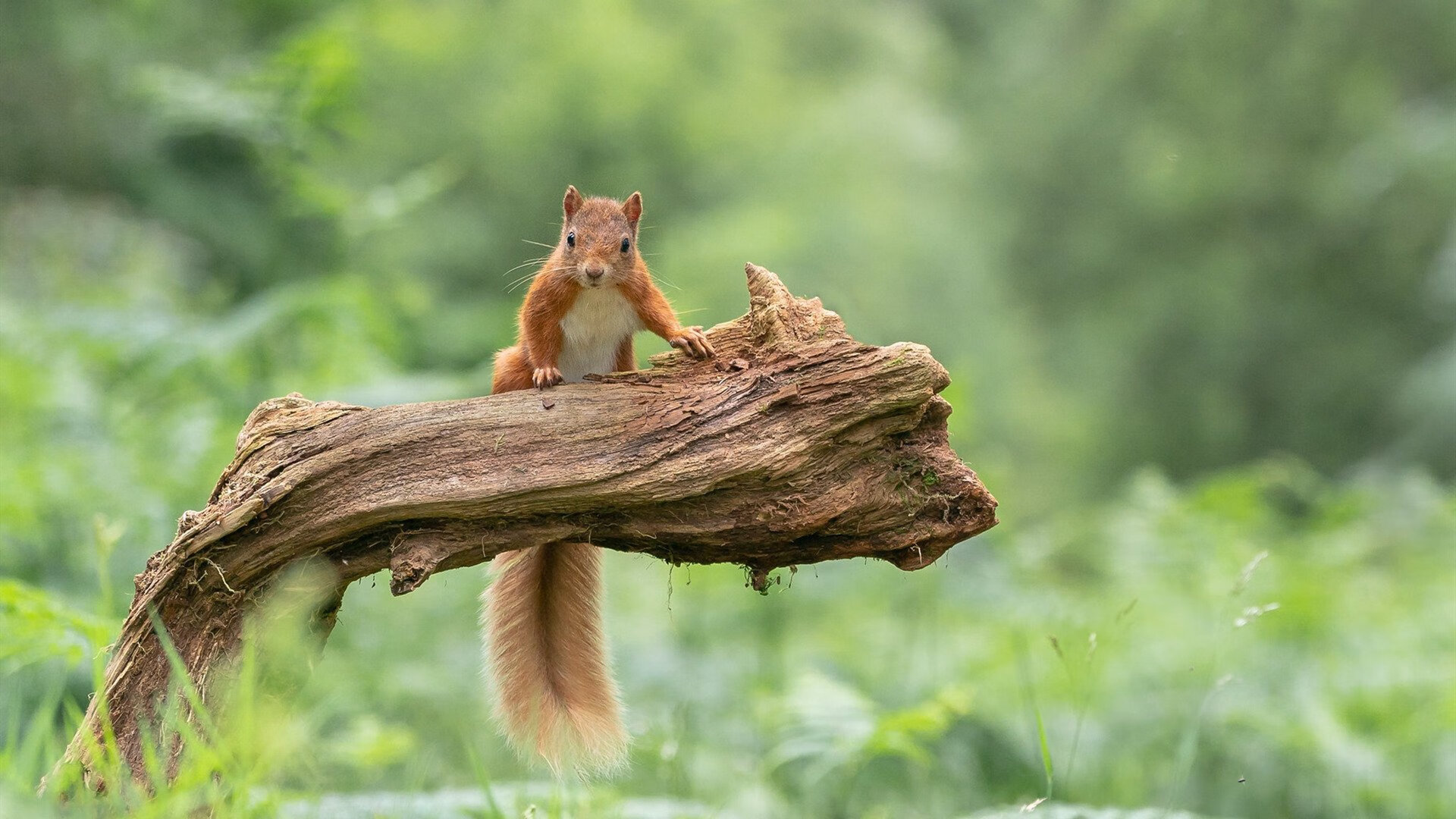 灵魂之战，脚下的英超，掌中的NBA