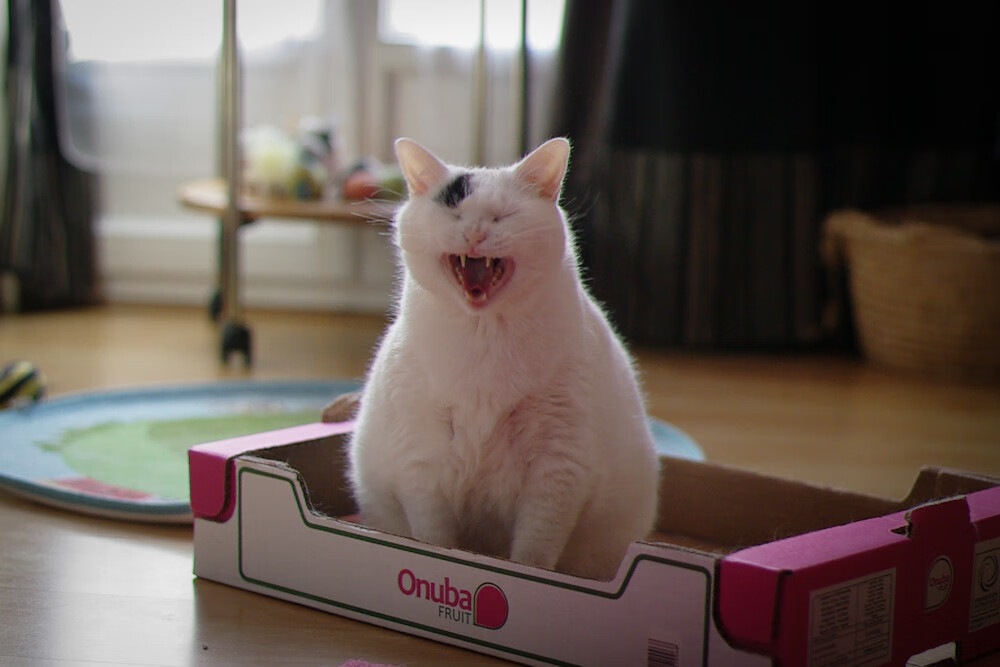 开云下载-铁腰出鞘！卡塞米罗两记重炮定鼎欧冠淘汰赛之夜