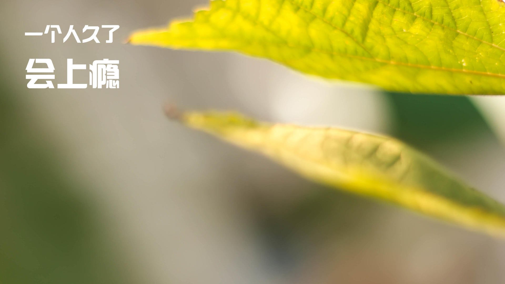 开云体育下载-末节风暴!小贾伦独砍21分难救主,吉林团队篮球一波流带走爵士