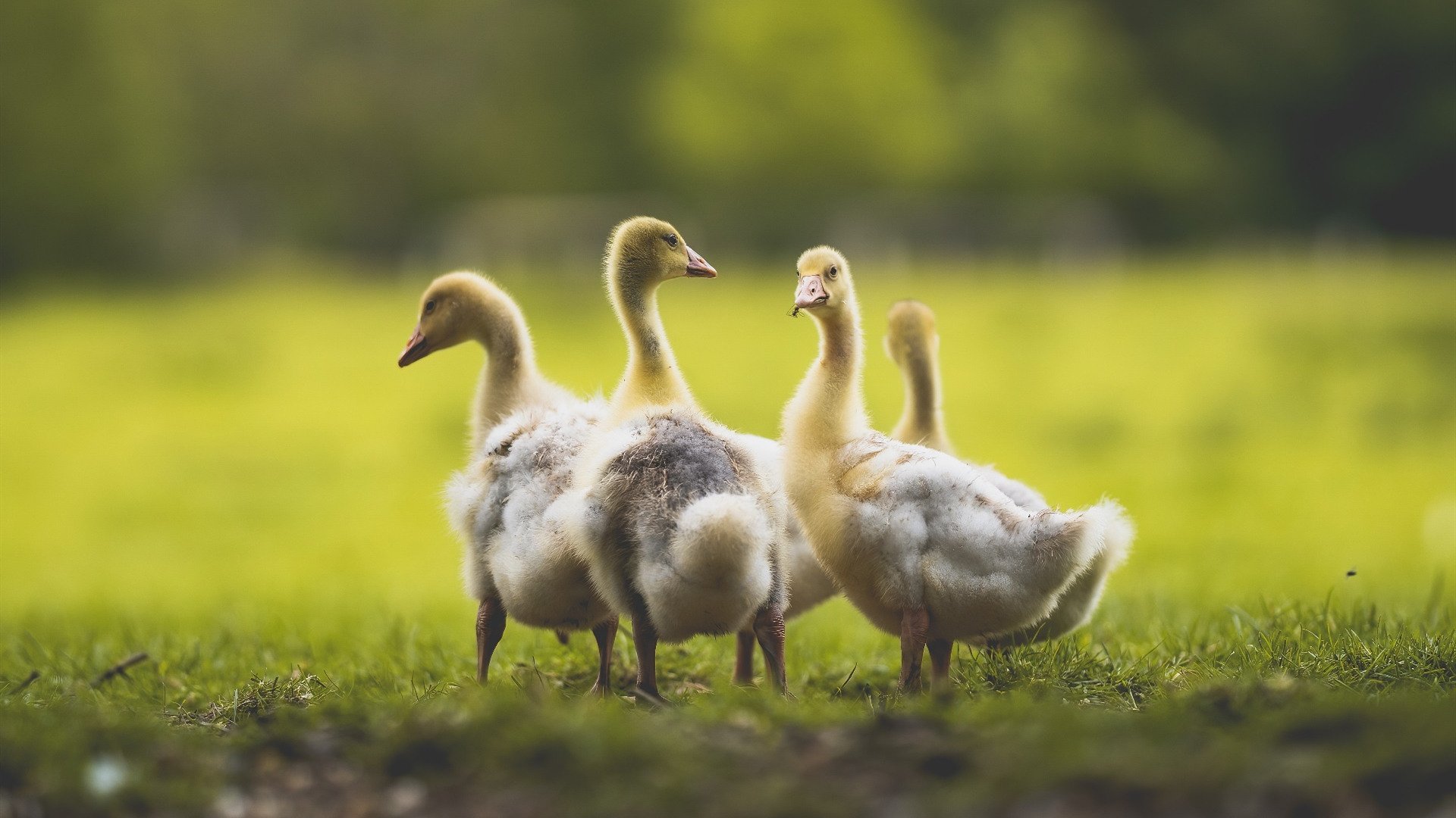 开云体育APP下载-飞越历史的猛禽，福克斯抢七接管，老鹰击溃广东