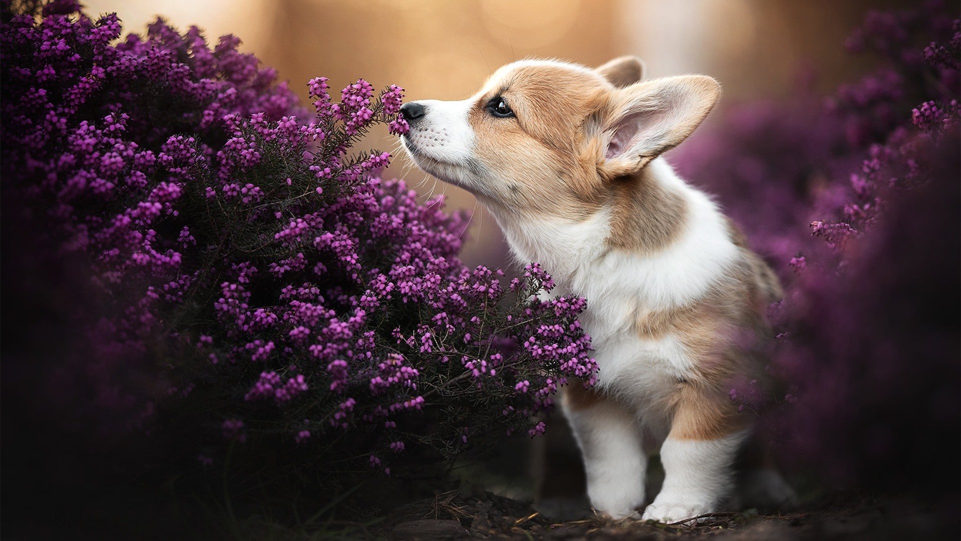 开云体育官方网站-湖人客场力克太阳,并非詹眉,哈利伯顿才是关键先生