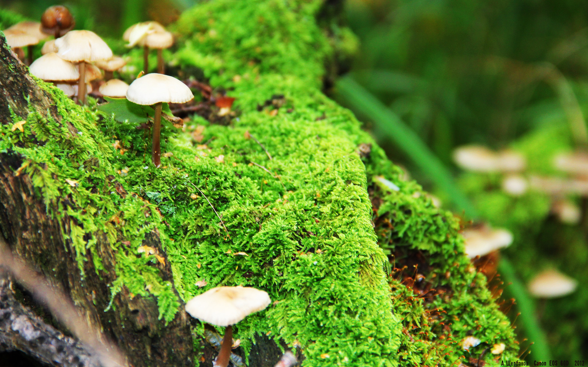 开云体育官方网站-绿茵场上的双重奏,西甲国家德比的传奇对决与芬兰生死战的逆袭之光