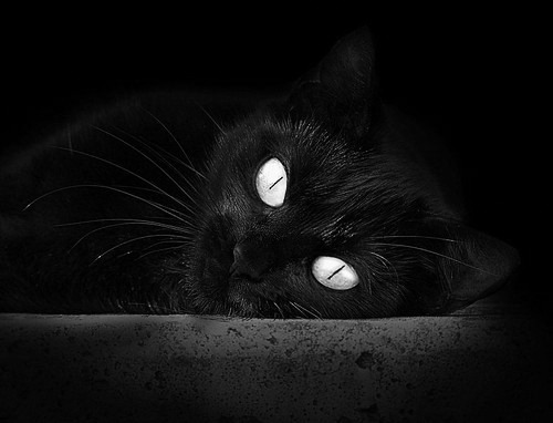 开云APP-勒沃库森单节爆发拉开丹麦差距,卢卡库关键先生定乾坤