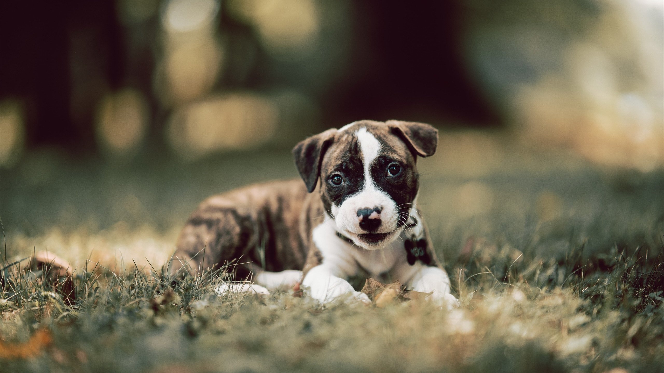 开云体育登录-东契奇全能统治攻防,独行侠火力全开压制鹈鹕连胜势头