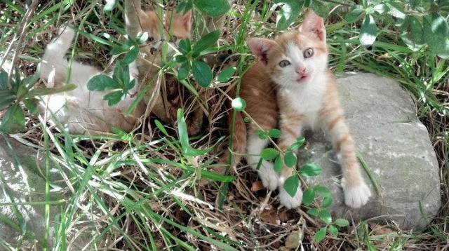绿茵跨时空,当乌拉圭钢铁防线遭遇红魔—论巴斯托尼的节奏掌控艺术