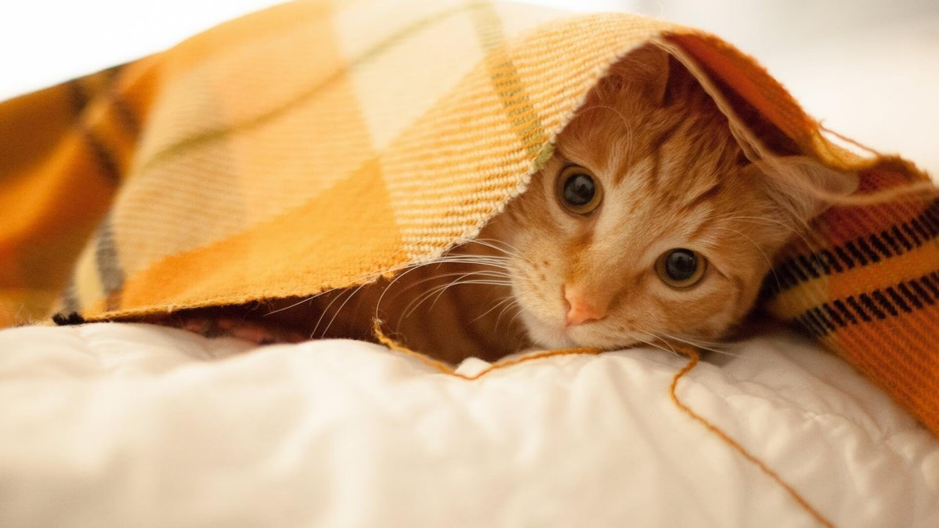 开云APP-沉默边缘人的终极爆发,爱德华兹让总决赛黑夜亮如白昼