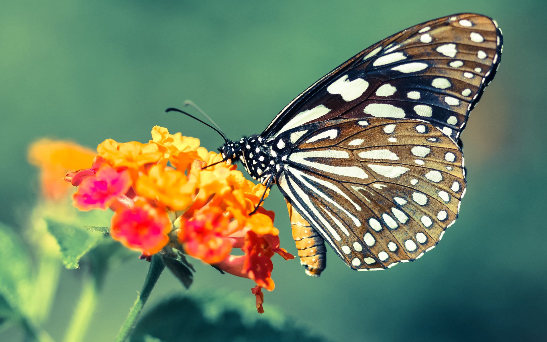 舞台聚光灯下,当步行者遇见独行侠,谁将化身今夜的布克?