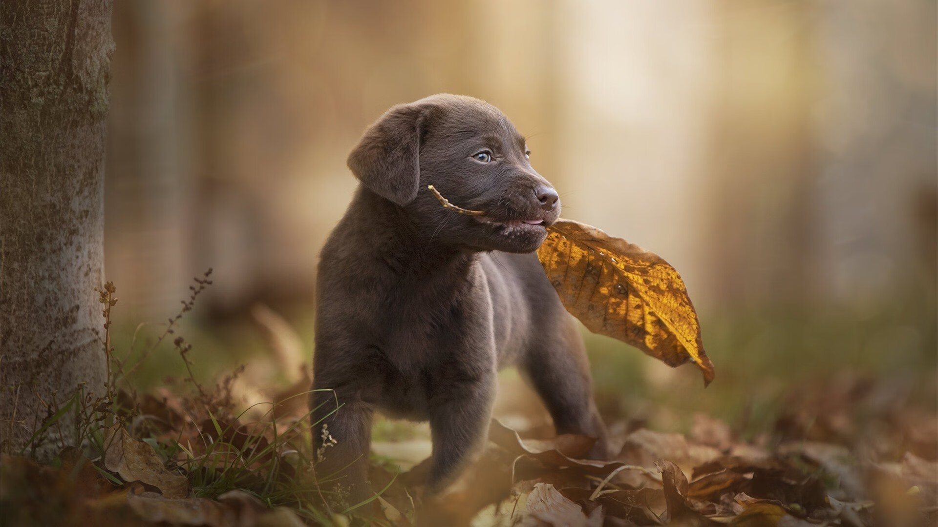 绝境长城轰然倒塌！戈贝尔一夫当关，国王逆天改命掀翻航母