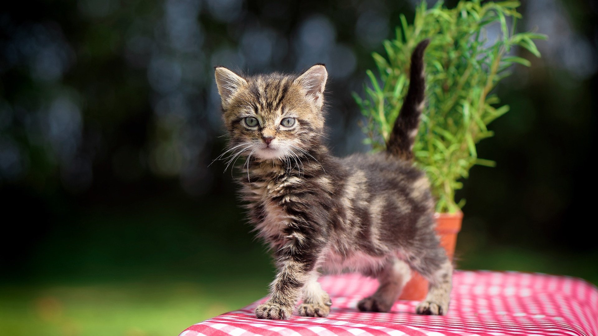 开云体育官网-攻防的艺术,金玟哉一柱擎天,哥斯达黎加手术刀剖开爱尔兰