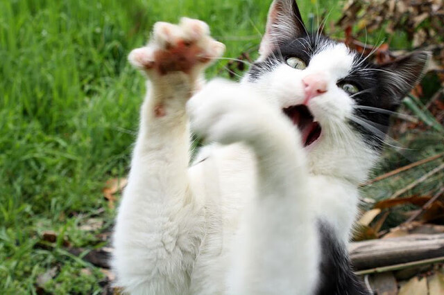 最后的角斗士，当字母哥的连续得分成为数字时代的咆哮