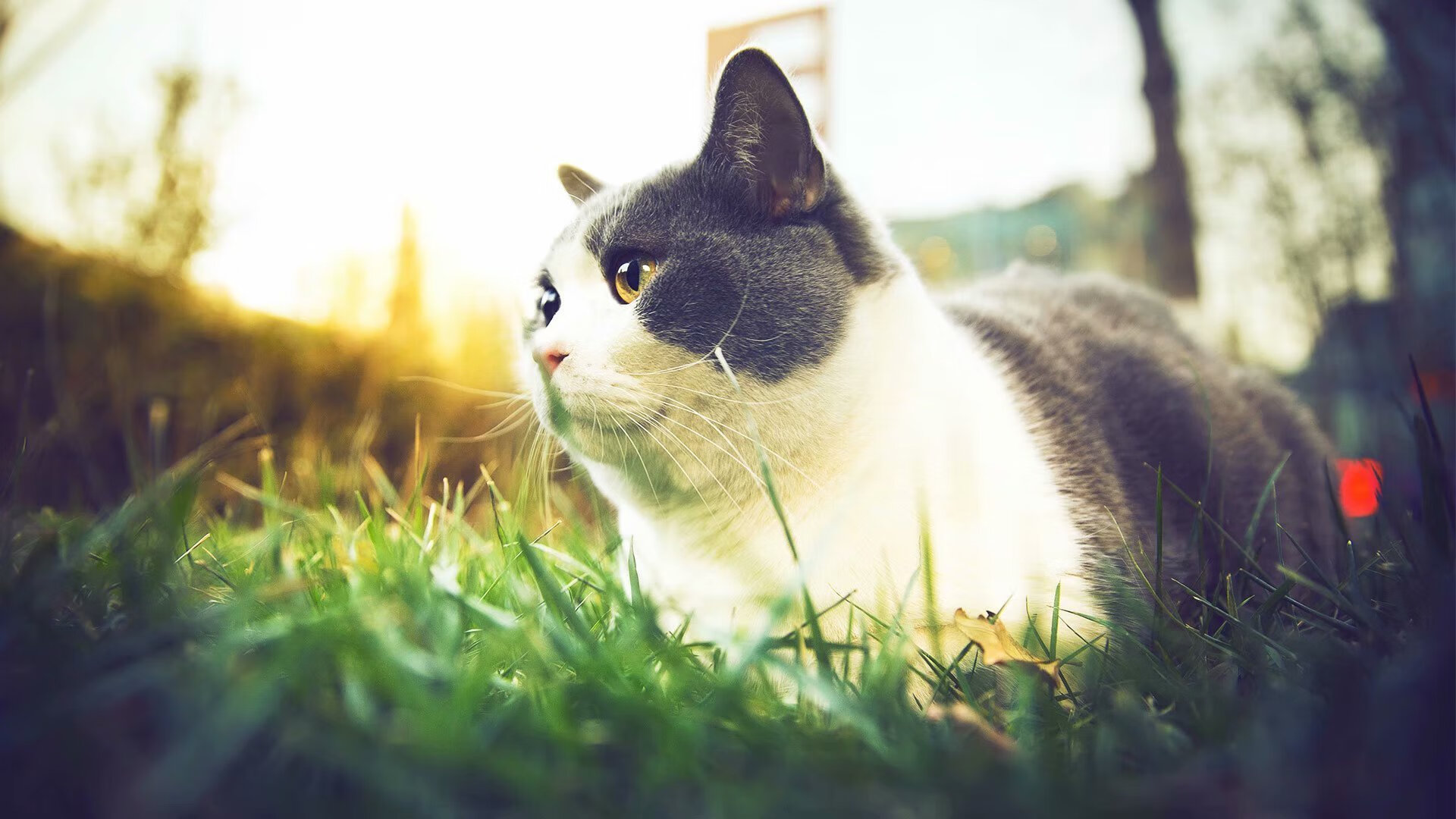 浓眉天降撕裂绿军铁壁 公牛鏖战逆转捍卫主场