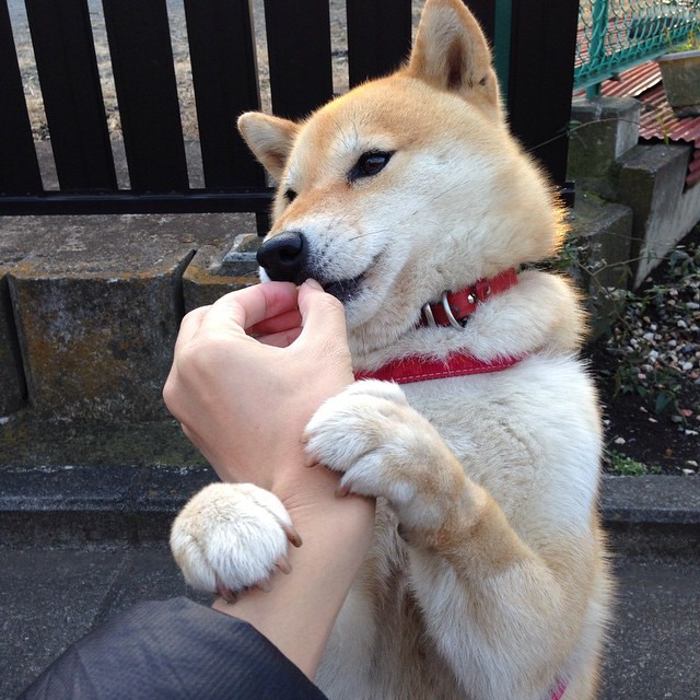 完美交响曲，比利时战术桎梏厄瓜多尔，基米希谱写中场杀机